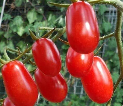 Biosnyg Baby Roma Tomato Vegetable Seeds for Home Gardening - (2000 Seeds) Seed(2000 per packet)