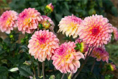 Aywal Dahlia Ball Pompon Mix Annual Flowers for Planting Seed(100 per packet)