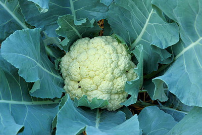 GOYAL GROUP white cauliflower,gobhee seeds Seed(14 per packet)