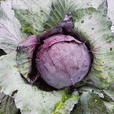 WILLVINE SCI -II Red Cabbage F1 Hybrid Seeds - 15000 Seeds Seed(50 g)