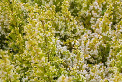MAA gypsophila flower Seed(200 per packet)