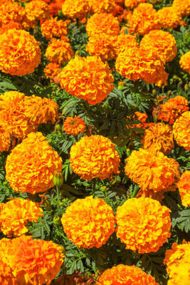 SEEDSKLUB marigold/gende ka phool flower seeds Seed(50 per packet)
