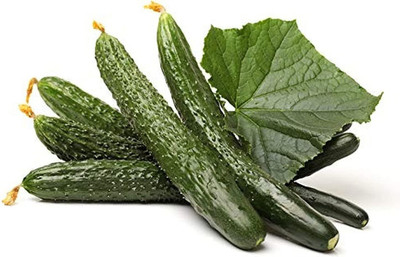KNESSiN Cucumber Seed(1250 per packet)