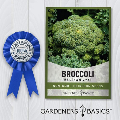 WILLVINE GOI -I Sun King Broccoli Seeds [2.5g] Seed(750 per packet)