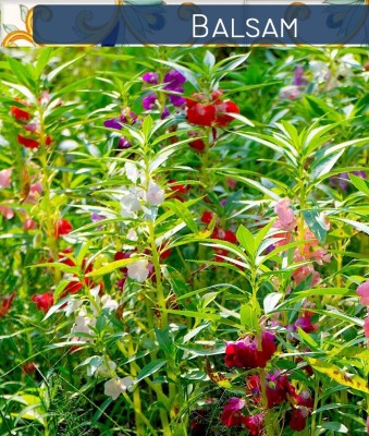 SAMS AGRO Balsam Mixed Colors seeds, Impatiens Balsamina Seed(50 per packet)