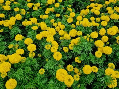 ReBuy marigold/gende ka phool flower seeds Seed(75 per packet)