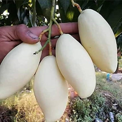 ibains White mango seeds Seed(1 per packet)