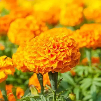 Aro Mari gold orange Seed(104 per packet)
