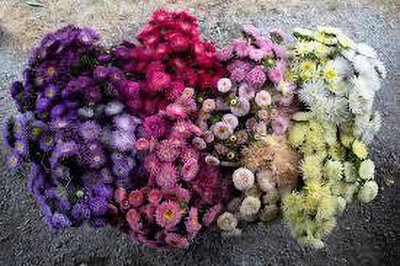 greenfarm Aster flower seeds mixed pure organic A69 Seed(100 per packet)