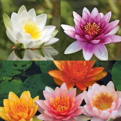 CRGO LOTUS , KAMAL Seed(20 per packet)
