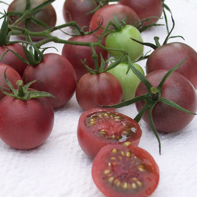 Qualtivate RES-5A Chocolate Cherry Tomato Seed(300 per packet)