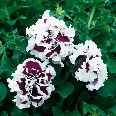 VibeX KGF -20 - Rare Varieties Double Petals Petunia Flower Mixed Color - (180 Seeds) Seed(180 per packet)