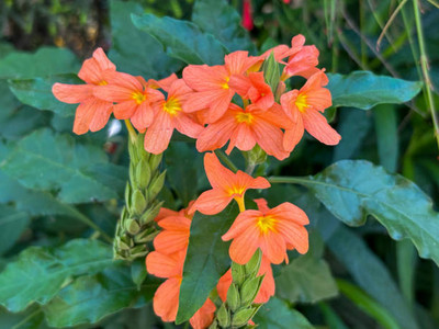KRITHARTH kanakambaram-firecracker-crossandra Seed(24 per packet)