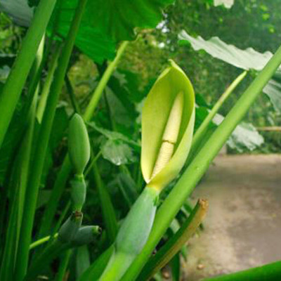 SREE Taro Root,Kachu Seed(3 per packet)