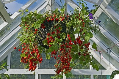 CYBEXIS Garden Pearl Tomato Vegetable Fruit Seeds1000 Seeds Seed(1000 per packet)