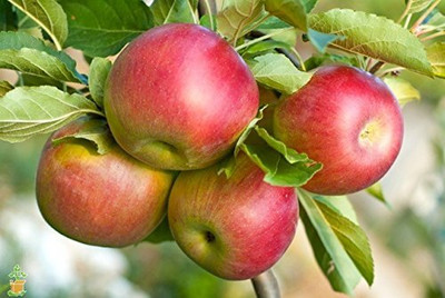 Aywal HYBRID FRESH RED APPLE Seed(15 per packet)