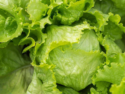 Aywal Lettuce Seed(275 per packet)