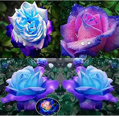CYBEXIS LX-98 - Rare Rose Flower - (100 Seeds) Seed(100 per packet)