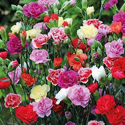CYBEXIS Carnation mix winter flower seeds Seed(1 g)