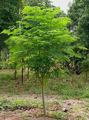 CYBEXIS VVI-38 - Fresh Moringa Oleifera Tree - (1350 Seeds) Seed(1350 per packet)