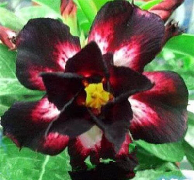 Qualtivate XLL-5 Desert Rose Impala Lily Seed(30 per packet)