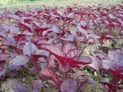 BDSresolve Spinach Seeds Hybrid pack of 1080 Seed(1080 per packet)