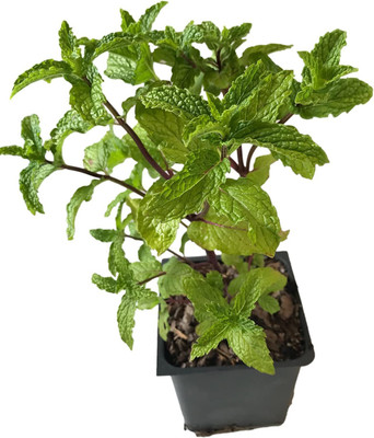 CYBEXIS GUA-83 - Mojito Mint (mentha x villosa) - (150 Seeds) Seed(150 per packet)