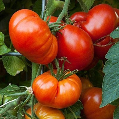 CYBEXIS Vegetable Tomato Beefmaster F1-250 Seeds Seed(250 per packet)