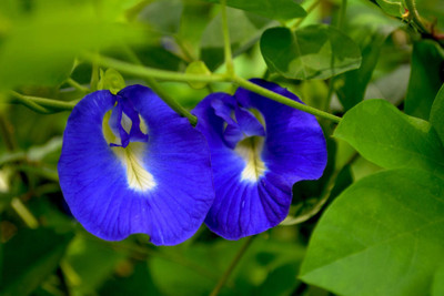 SBGARDEN Aparajita Seed(14 per packet)