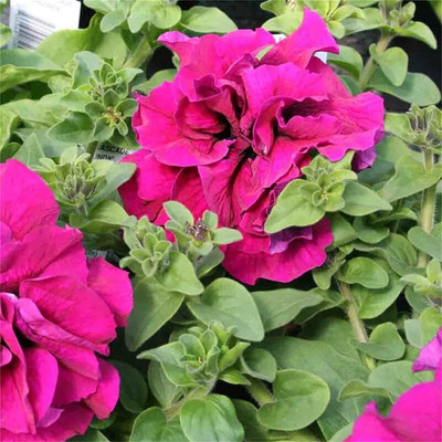 CYBEXIS VXI-87 - Double Petals Petunia Flower Mixed Color - (60 Seeds) Seed(60 per packet)