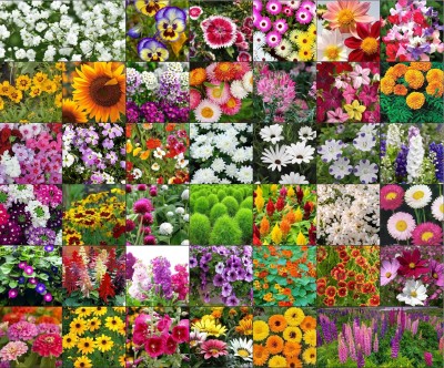 SUAA Combo of 40 Variety Flower Seeds Combo pack Seed(2875 per packet)