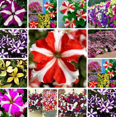 Om Cosmos Petunia Ultra Star Mix Flowers Seed(40 per packet)