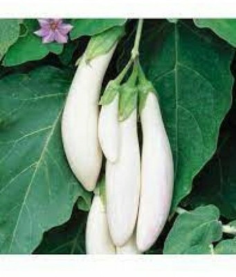 XOLDA White Brinjal Seed(29 per packet)