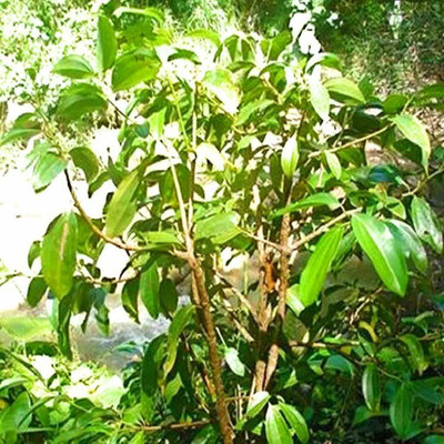 WILLVINE TLX-57 Rare Allspice Sarvasugandhi Seed(50 per packet)