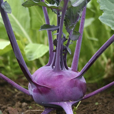 WILLVINE VNR -I Kholrabi/Knolkhol Blauer Speck F1 Hybrid [2.5g] Seed(750 per packet)