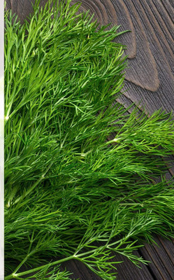CYBEXIS VVI-55 - Dill - (750 Seeds) Seed(750 per packet)