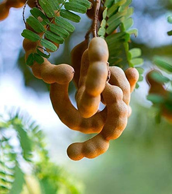 Aywal Meethi Imli ( Tamarind) Seed(7 g)