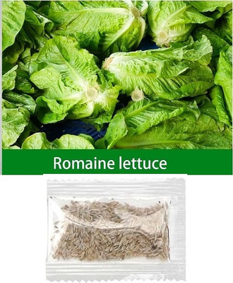 Quentova Romaine Lettuce 2.5gm-HQ-10U Seed(2000 per packet)