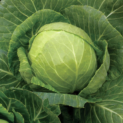 BHUSAN cabbage seeds Seed(144 per packet)