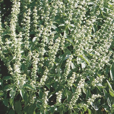 Qualtivate LXI-14 Basil- Mrs Burns Lemon seeds Seed(1000 per packet)