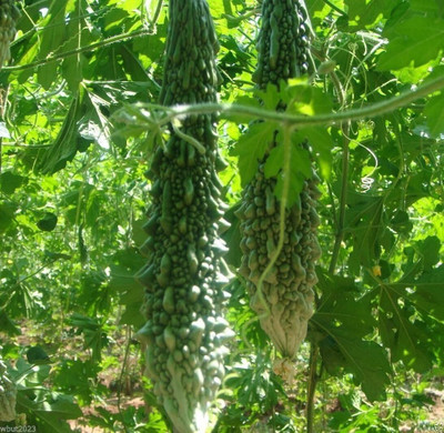 Qualtivate EXL-4AT Japanese Long Bitter Gourd Seeds Seed(50 per packet)