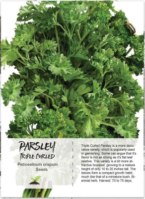 CYBEXIS HUA-48 - Triple Curled Parsley - (2250 Seeds) Seed(2250 per packet)