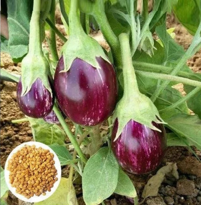 Quentova Brinjal-PUA Seed(300 per packet)