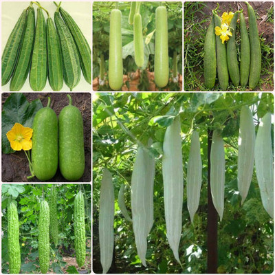WILLVINE Hybrid Gourd Vegetable Seeds Combo -[400 Seeds] Seed(400 per packet)