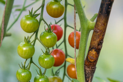 SRK Shree Radha Krishna tomato Seed(85 per packet)