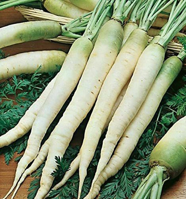 CYBEXIS Good Germination Radish Seeds1200 Seeds Seed(1200 per packet)