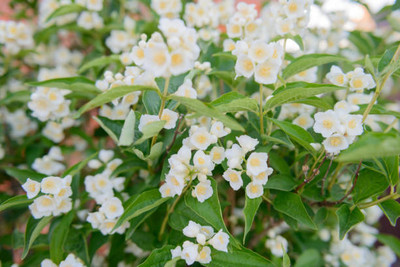 XOLDAA gypsophila flower Seed(25 per packet)
