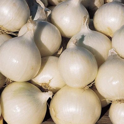 CYBEXIS White Onion Seeds1000 Seeds Seed(1000 per packet)