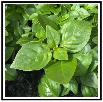 Qualtivate XL-16 Fine Bush Basil Minette Seed(1000 per packet)