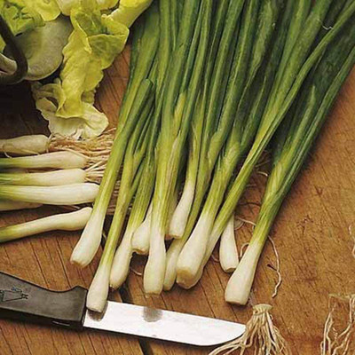CYBEXIS Hybrid Spring Onion Seeds1000 Seeds Seed(1000 per packet)
